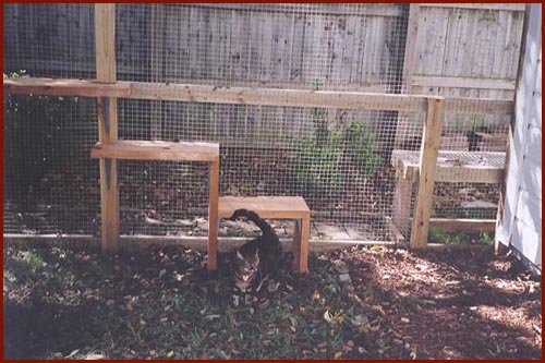 Big Cat Enclosures